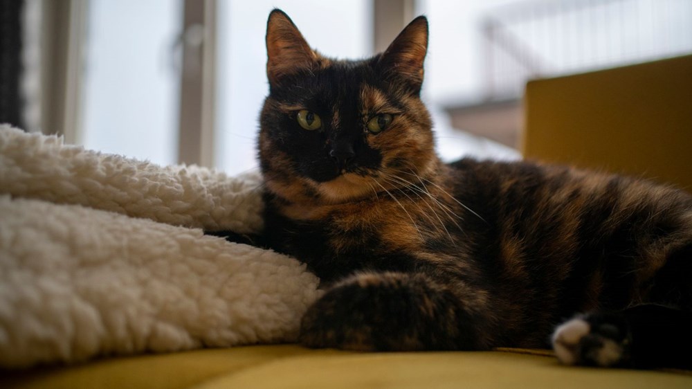 Avrupa kedi sahipliği oranı belli oldu: Türkiye'nin yüzde 19'u kedi sahibi - 2