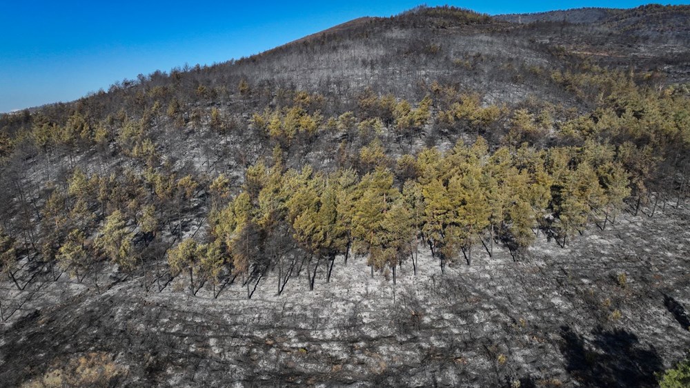 Hatay'ın ciğerleri kül oldu - 3