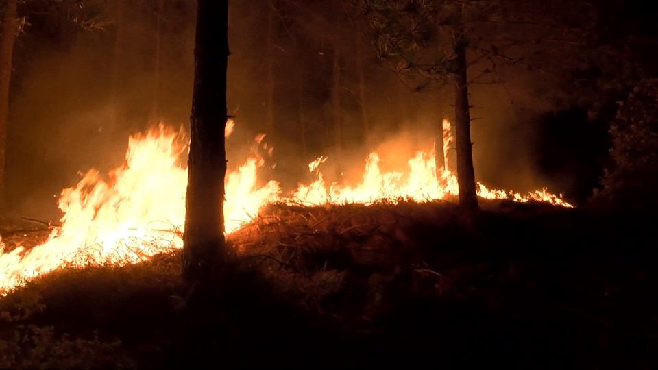 İstanbul Pendik'te orman yangını - 1