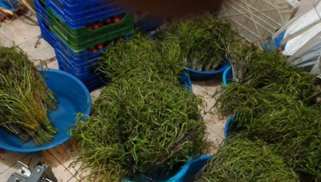 Dağlardan bedavaya toplanıyor, 100 TL'ye satılıyor: "Aydın'ın nimeti" olarak bilinen şifalı bitki