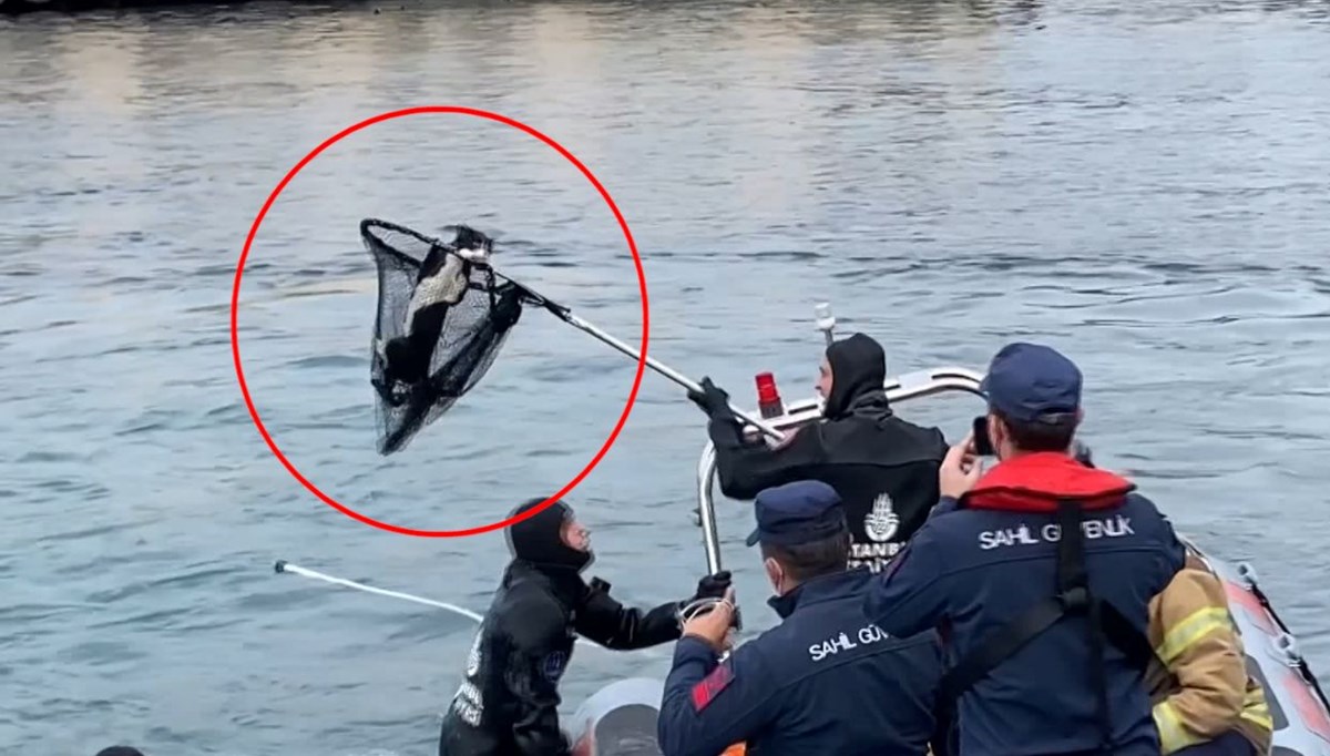 Denize düşen kediyi Sahil Güvenlik kurtardı