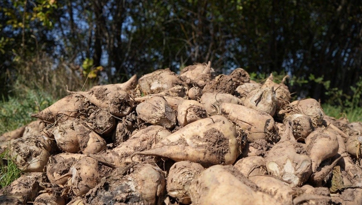 Bereketli topraklarda hasat başladı: 180 günde olgunlaşıyor