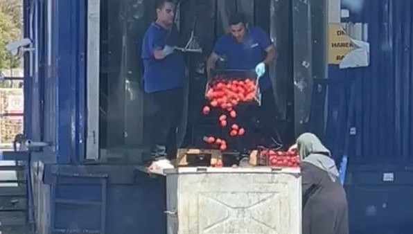 Domatesleri kasa kasa çöpe attılar