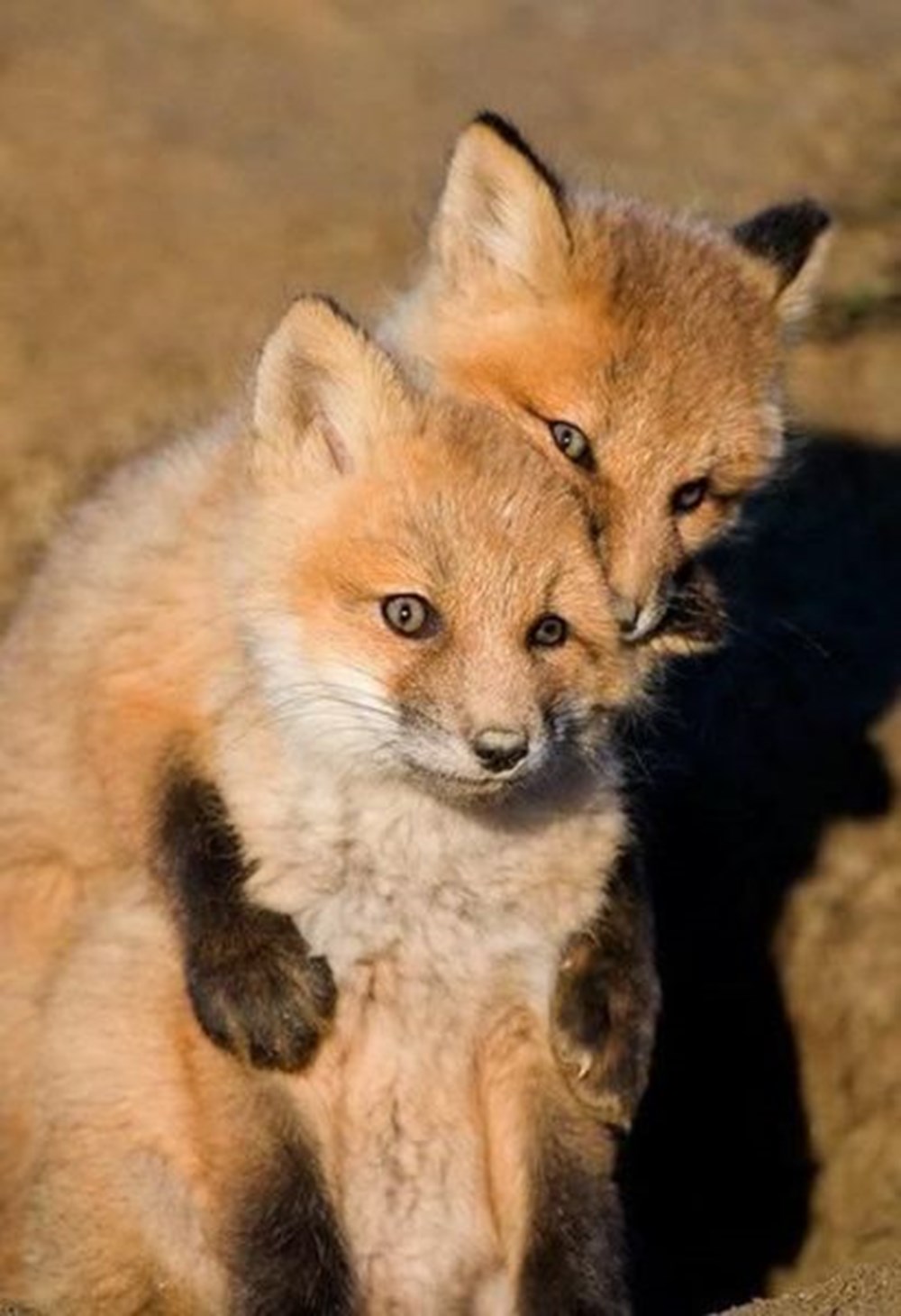 Две лисицы