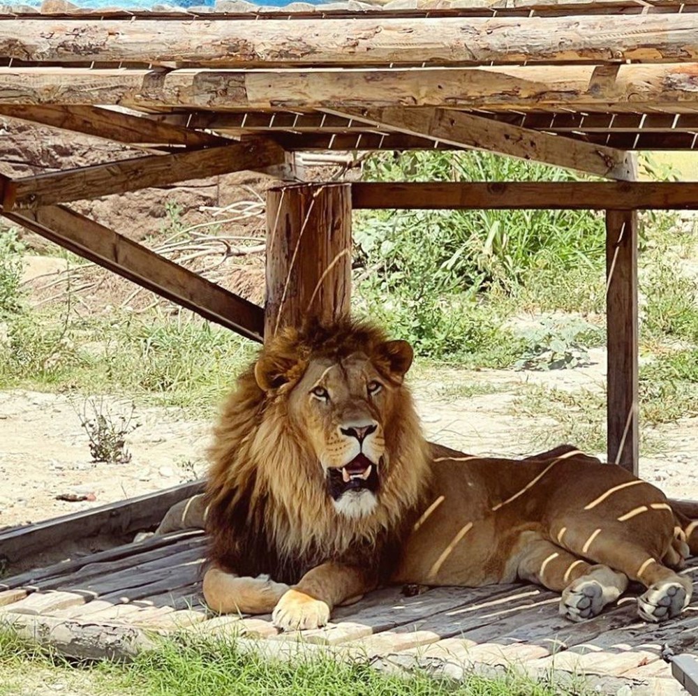 Manavgat'ta firari aslanla boğuşan adam anlattı: Bir anda üstüme çöktü - 8