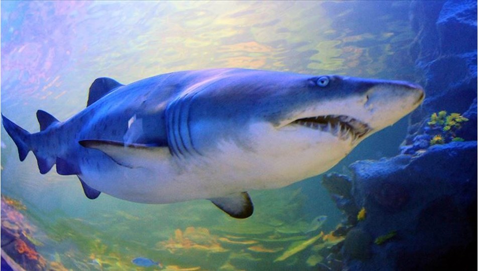 Denizlerin en tehlikeli yırtıcısı köpek balıklarının nesli tükenme