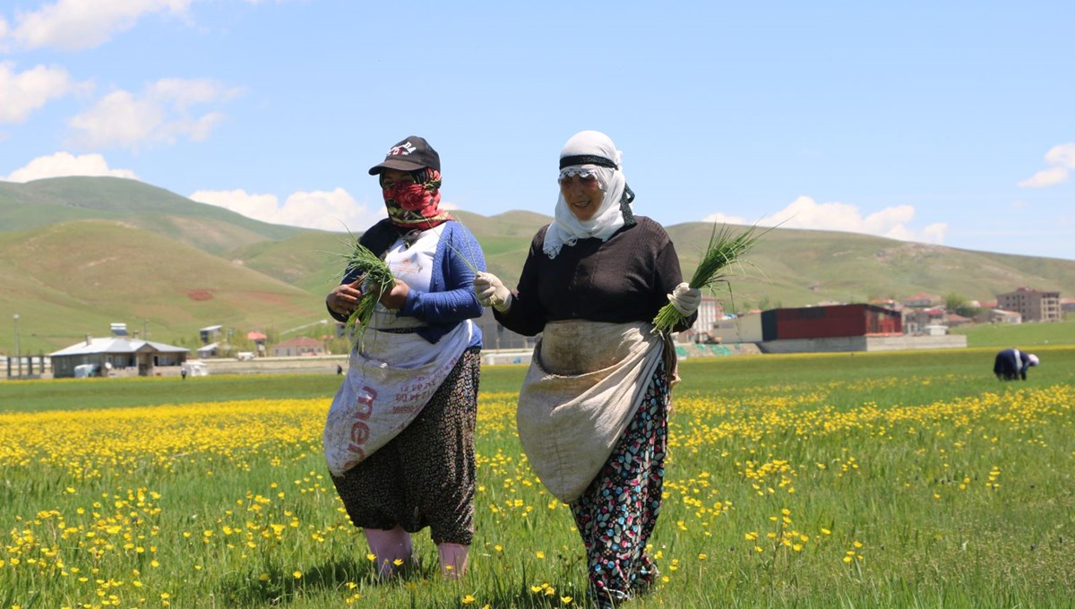 Baharın gelmesiyle mesai başladı: Yemeklerde ve peynir yapımında kullanılıyor Baharın gelmesiyle mesai başladı: Yemeklerde ve peynir yapımında kullanılıyor