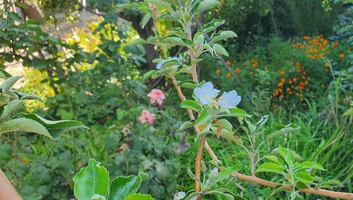 Sonbaharda bahar sürprizi: Elma ağacı çiçek açtı