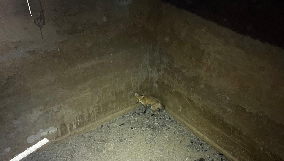 Ağrı’da kuyuda mahsur kalan tilki kurtarıldı Ağrı’da kuyuda mahsur kalan tilki kurtarıldı