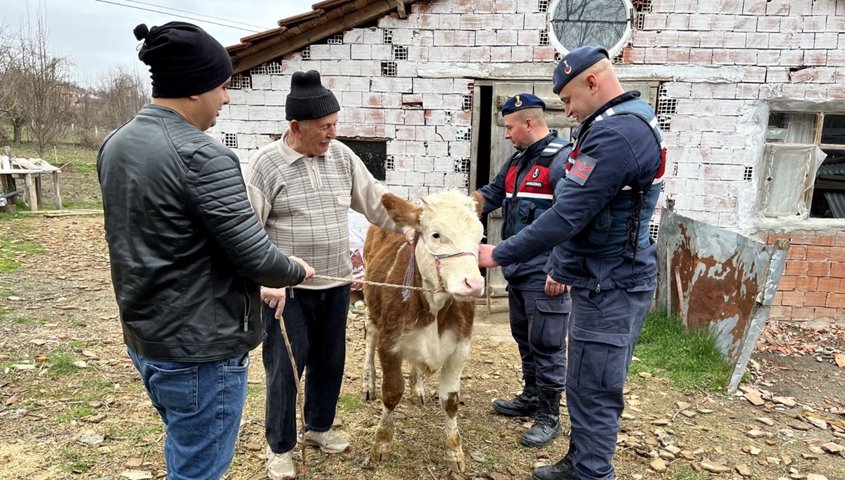 Sinop'ta çalınan inek Kastamonu'da bulundu