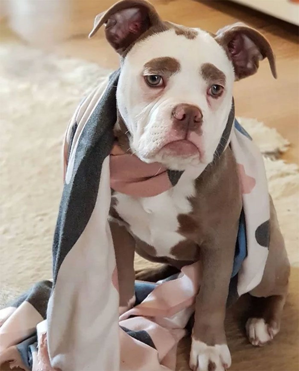 yeni fenomeni Üzgün suratlı köpek &quot;Bayan Kaş&quot; Magazin