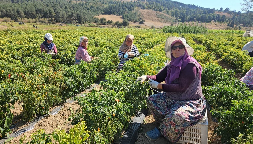 Sarı altında hasat: Toplaması çok zahmetli, bu yıl 90 lira