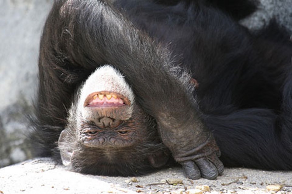 Şempanzeler kötü esprilere de gülebiliyor! - 1