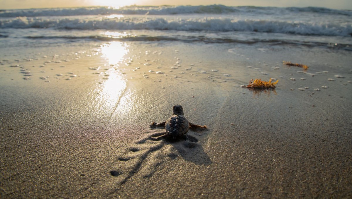 Sıcaklıklar ekosistemi etkiledi: Caretta carettaların cinsiyeti değişti Sıcaklıklar ekosistemi etkiledi: Caretta carettaların cinsiyeti değişti