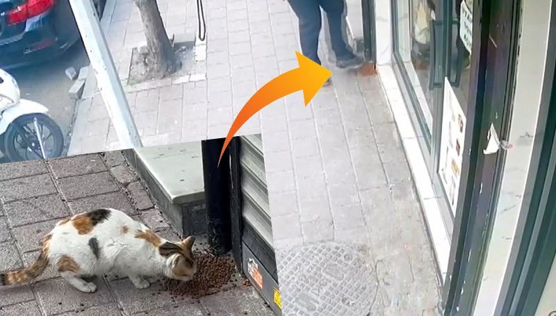 Kedilerin mamalarını dağıtıp kaçtı