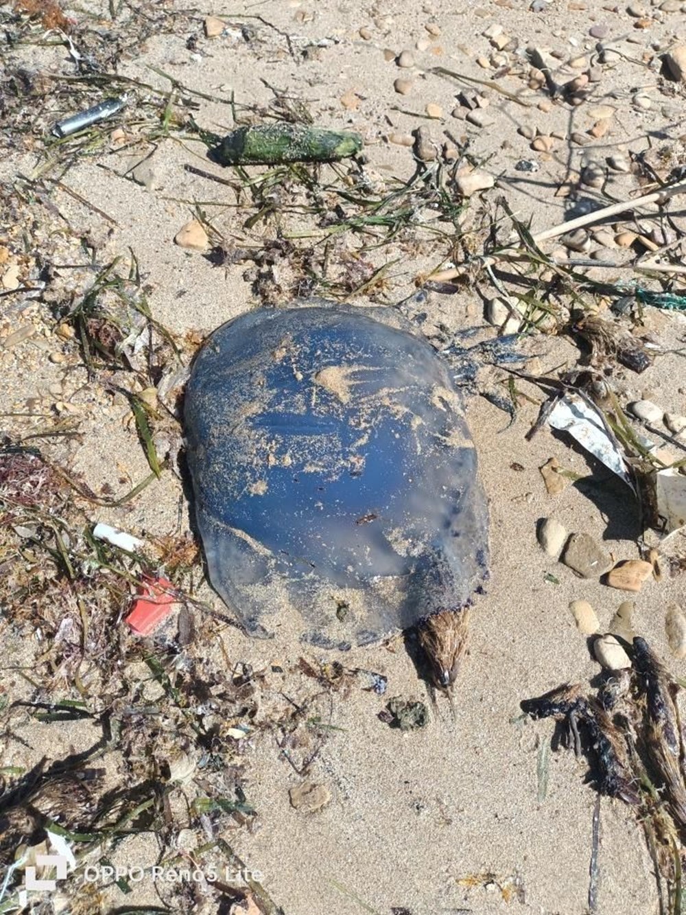 Foça ve Çeşme kıyılarında denizanası paniği - 8