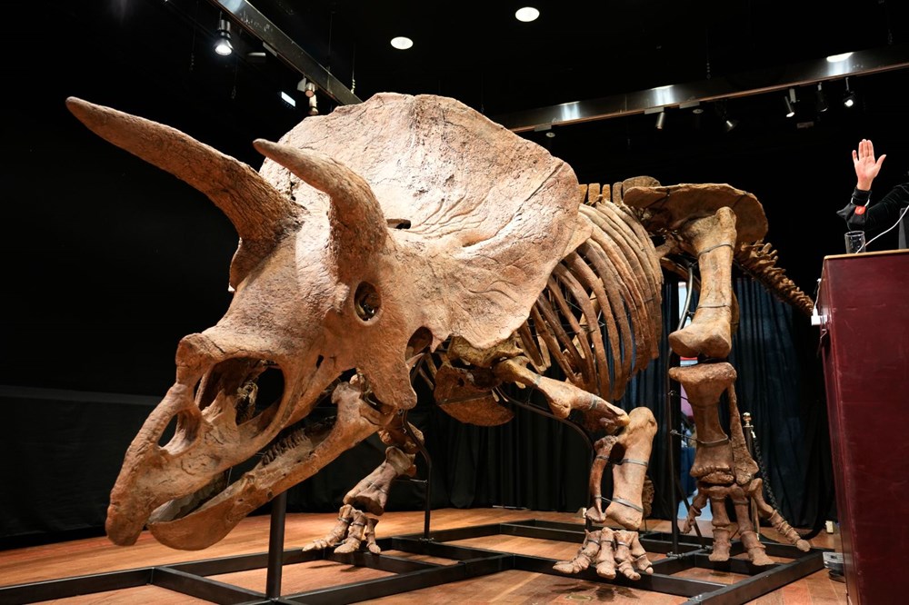 Şimdiye kadar bulunan en büyük triceratops iskeleti 6,6 milyon euroya satıldı - 1