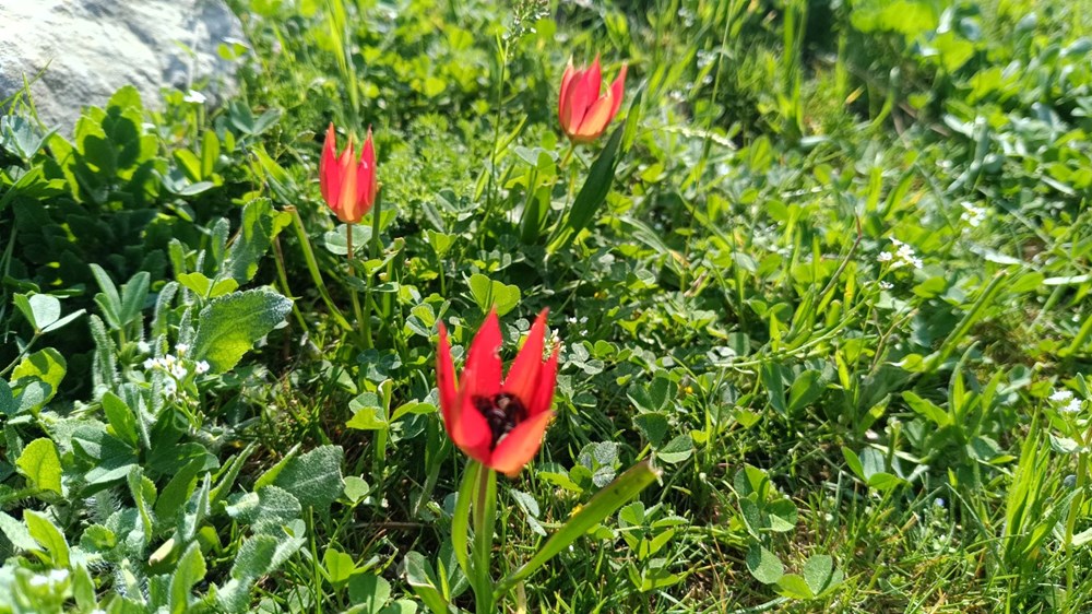 Senede bir kez açıp yalnızca 10 gün yaşıyor: Koparmanın cezası var 77