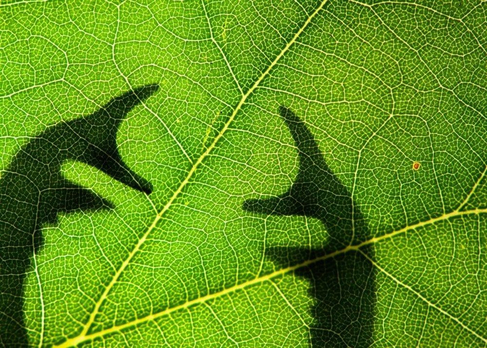 2020 Luminar Böcek Fotoğrafçılık Ödülleri'nin sahipleri belli oldu - 11