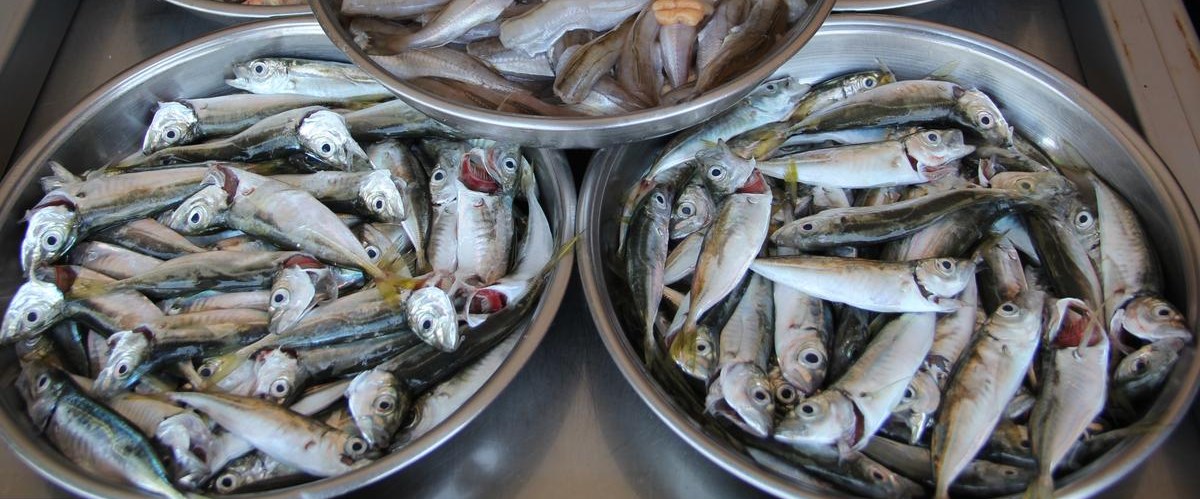 Kırmızı etin fiyatı balığa yaradı NTV