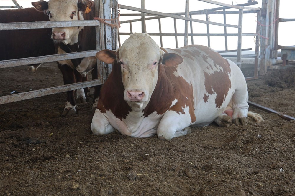 o5G6eJtLskue m6s8GWQvQ