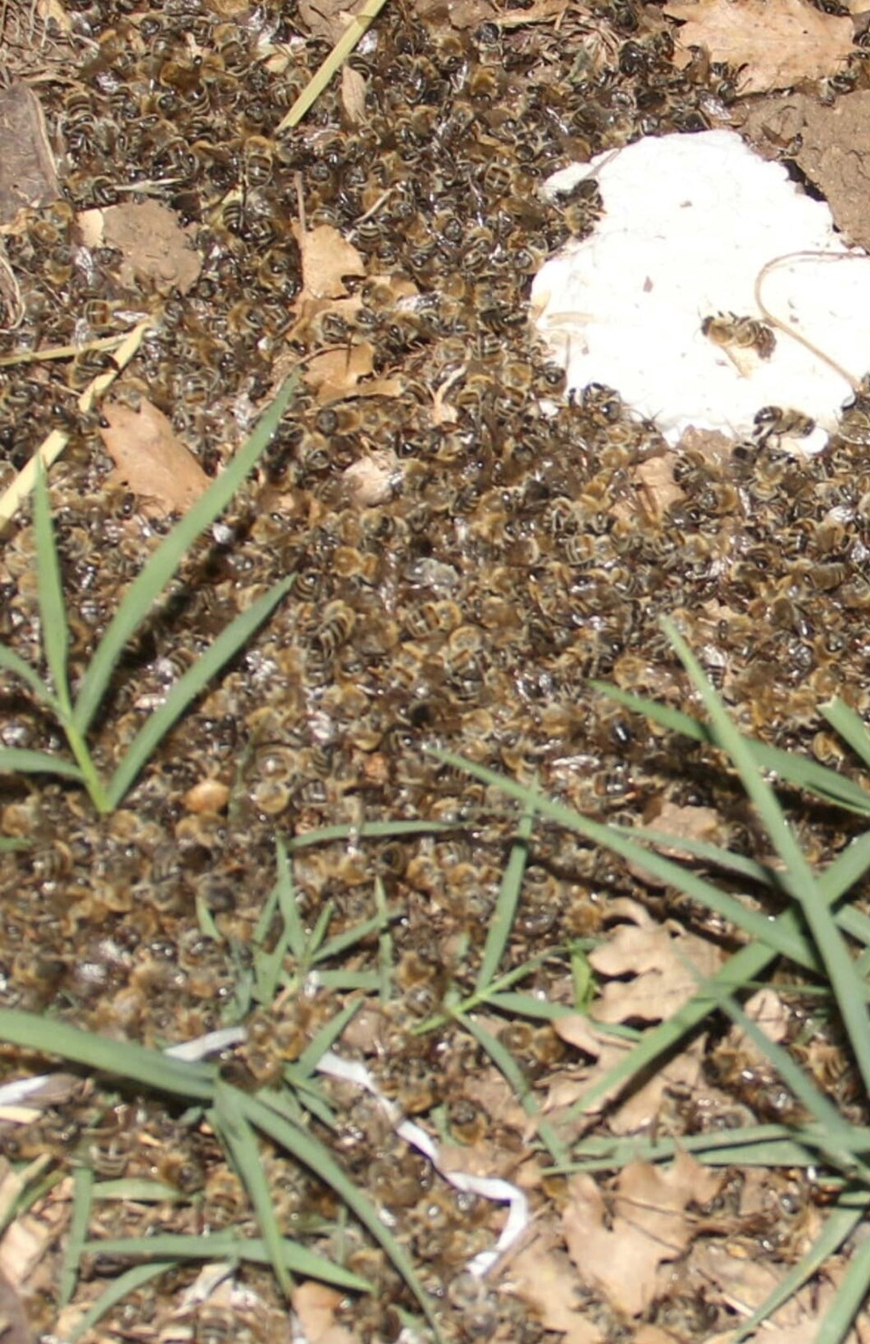 Toplu arı ölümlerinin nedeni belli oldu - 1