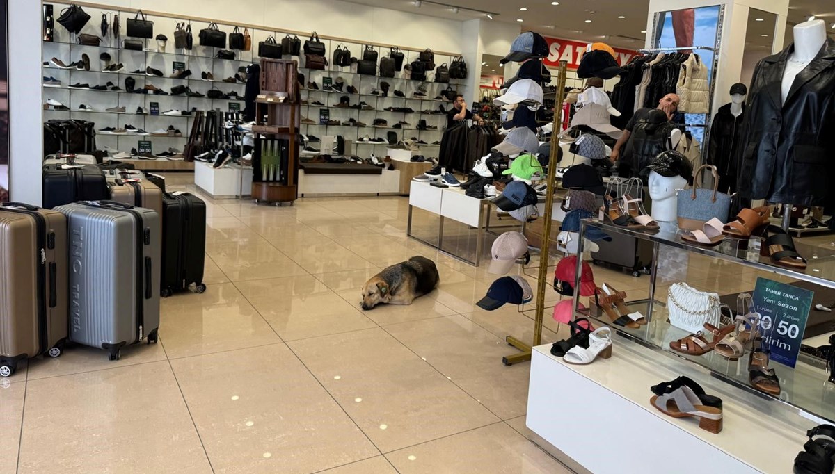 Sokak hayvanları klimalı mağazalarda serinledi