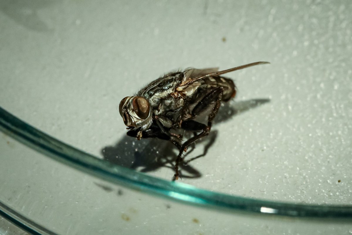 Dedektif böcekler: Cesetlerin üzerinde bulunan böcekler sayesinde 20 vaka aydınlatıldı