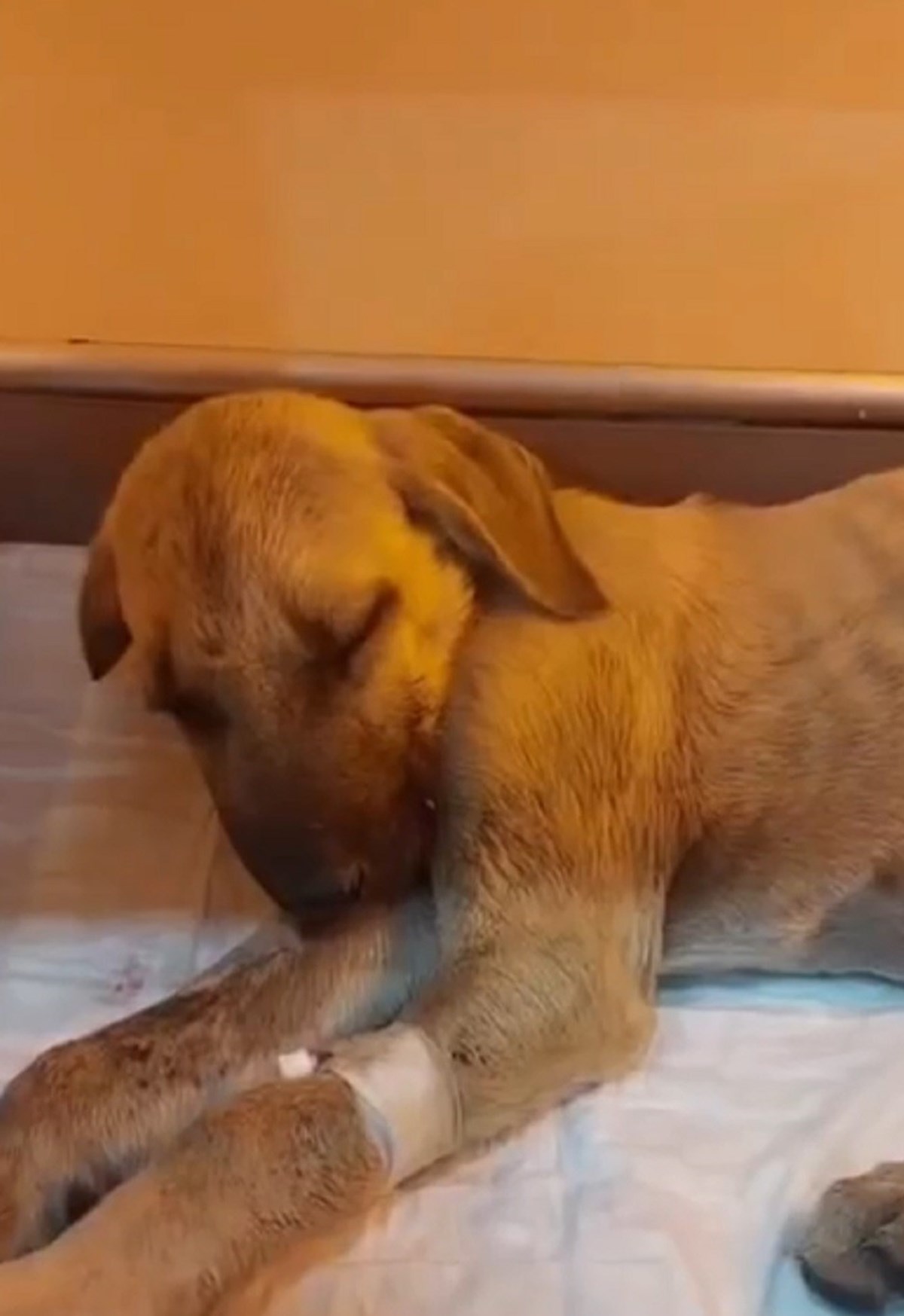 Hayvansever bazı gönüllüler tarafından belediyeden teslim alınan köpek, il merkezindeki bir veterinere getirildi. Hayvansever bazı gönüllüler tarafından belediyeden teslim alınan köpek, il merkezindeki bir veterinere getirildi.