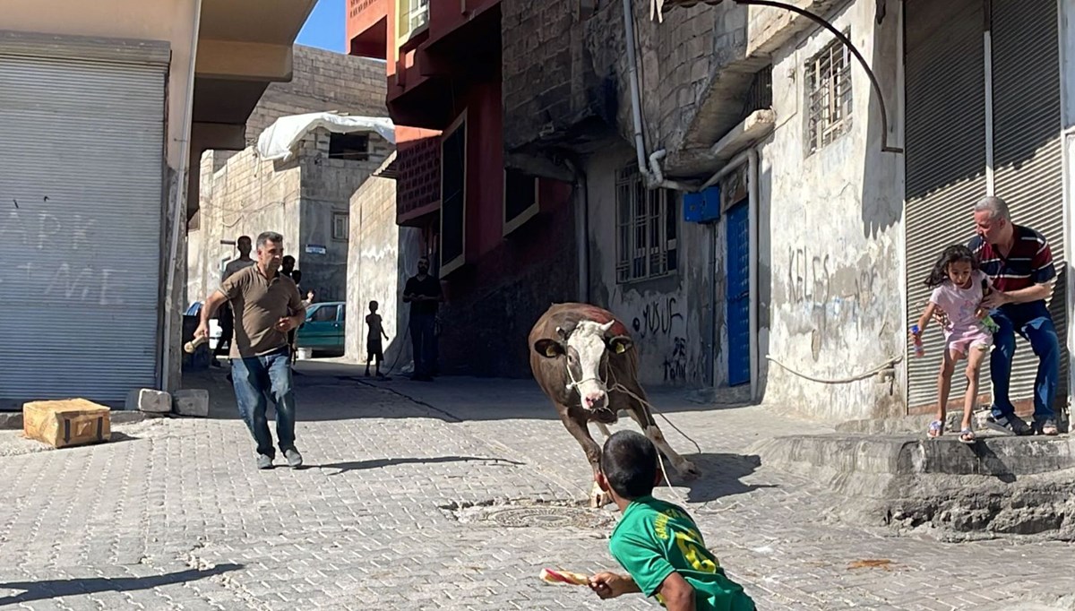 Kaçan kurbanlık boğa 2 saat sonunda yakalandı