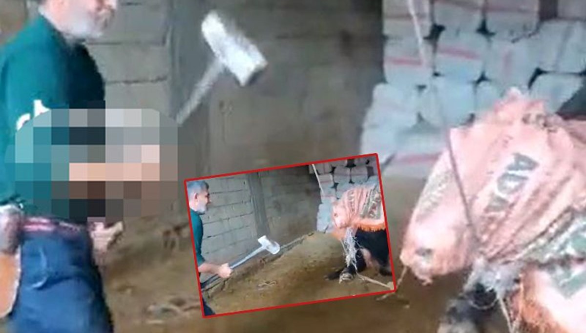 Mardin'de boğayı balyozla başına vurarak öldürdü Mardin'de boğayı balyozla başına vurarak öldürdü