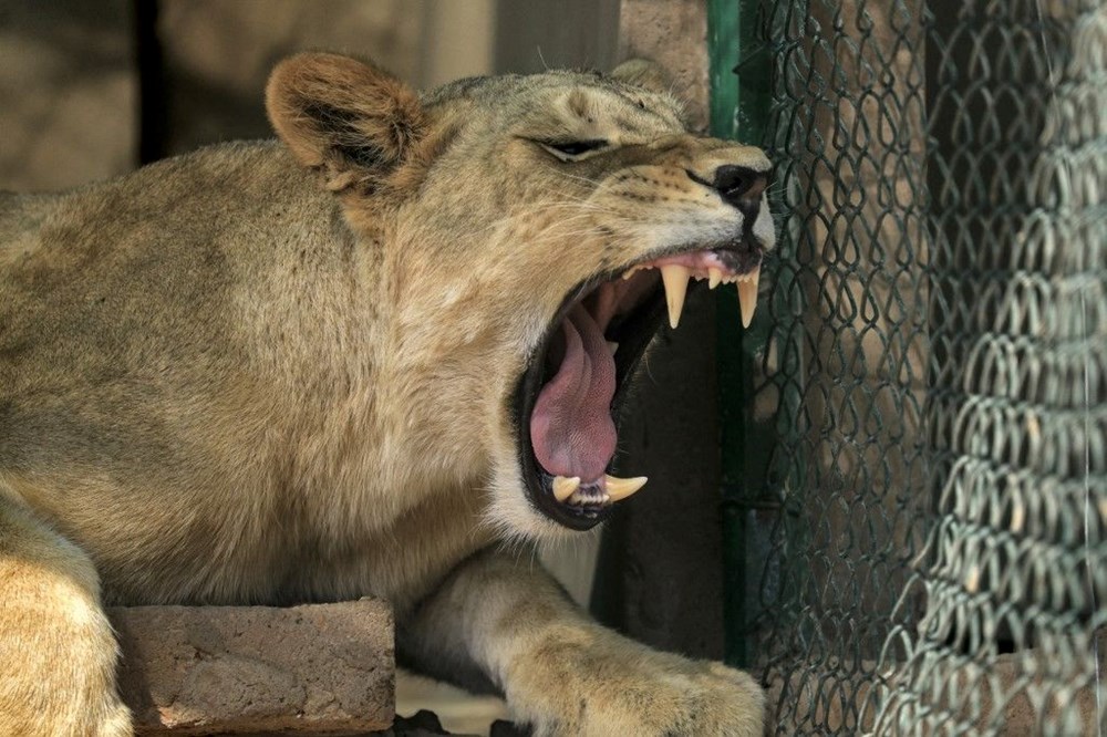 Berlin'de aslan paniği: Polisten "sokağa çıkmayın" uyarısı - 2