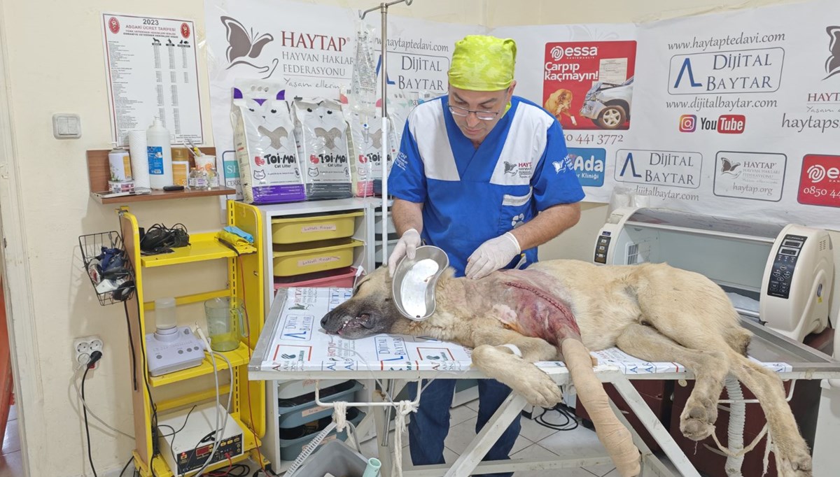 Hatay’da magandaların tabancayla vurduğu köpek ameliyat edildi