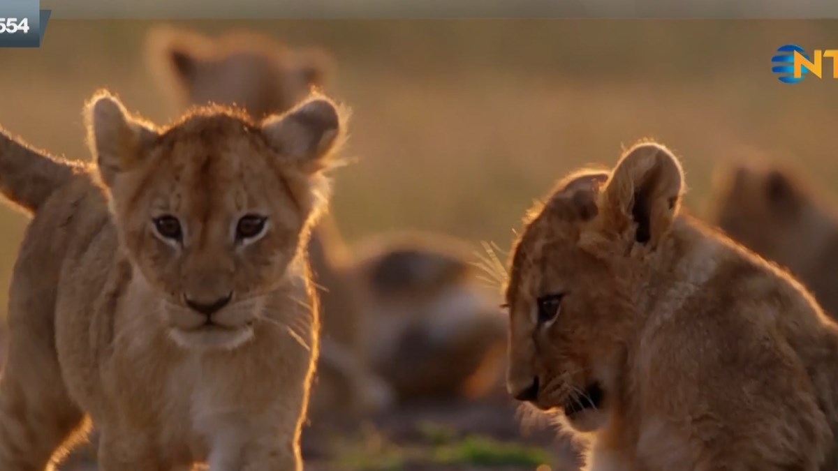 yasam oykusu 1 bolum ilk adimlar 16 ekim 2016