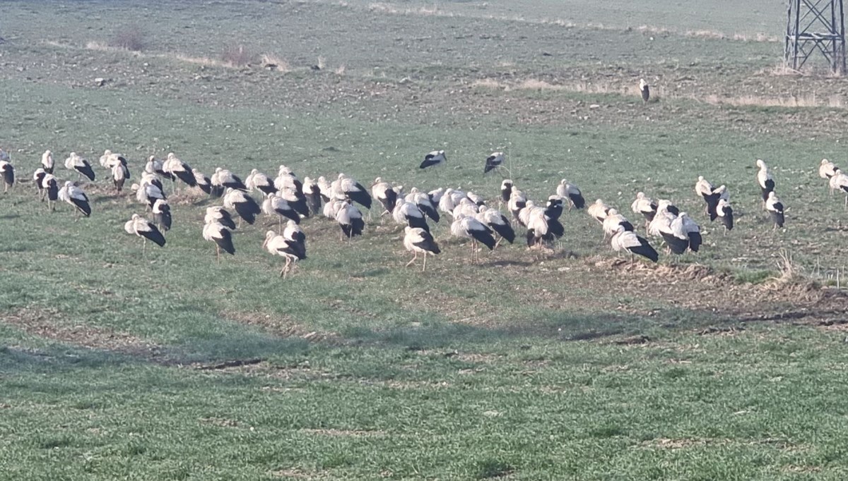 Göç yolunda mola