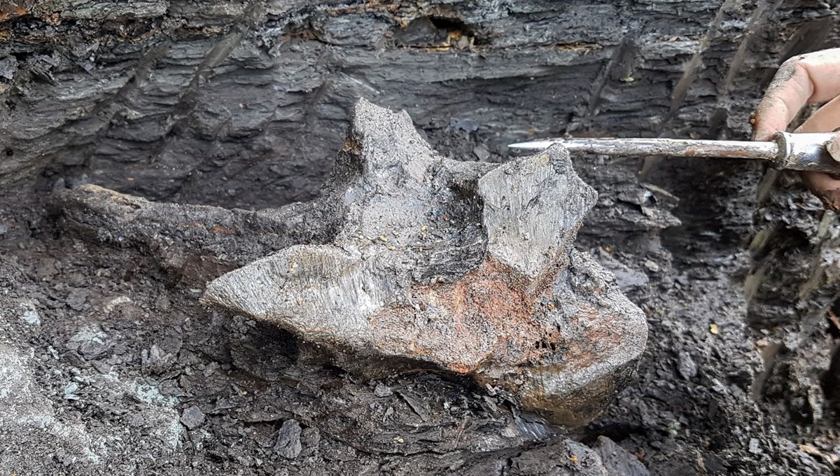 Dev yunusa ait 16 milyon yıllık kafatası bulundu | 