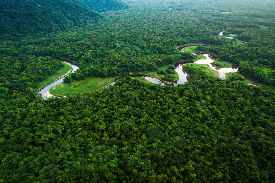 Dünyanın akciğerleri olan Amazon ormanları 2064 yılında yok olacak - 1