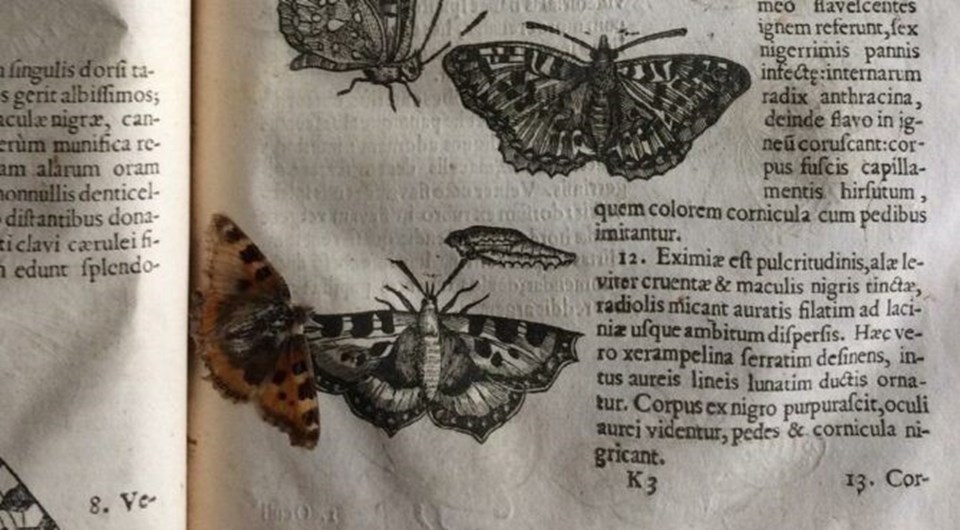 Tarihin tozlu sayfalarında 400 yıl boyunca yolculuk yapan kelebek bulundu - 3