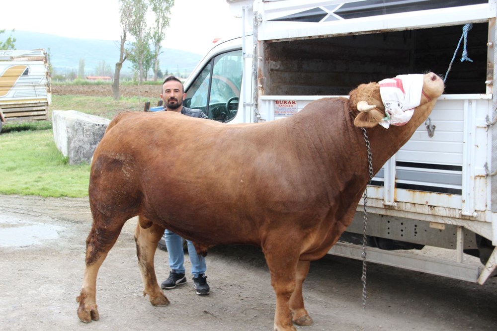 1 ton 150 kilogram tartısında: "Paşa" 380 bin TL'ye alıcısını bekliyor 76 oNCPcfZWOE2QBPZzA1aDsg