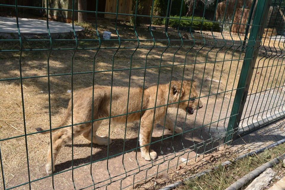 Ankara'da kükreme seslerinden korkan vatandaşlar hayvanat bahçesinin kapatılması için gazeteye ilan verdi - 1
