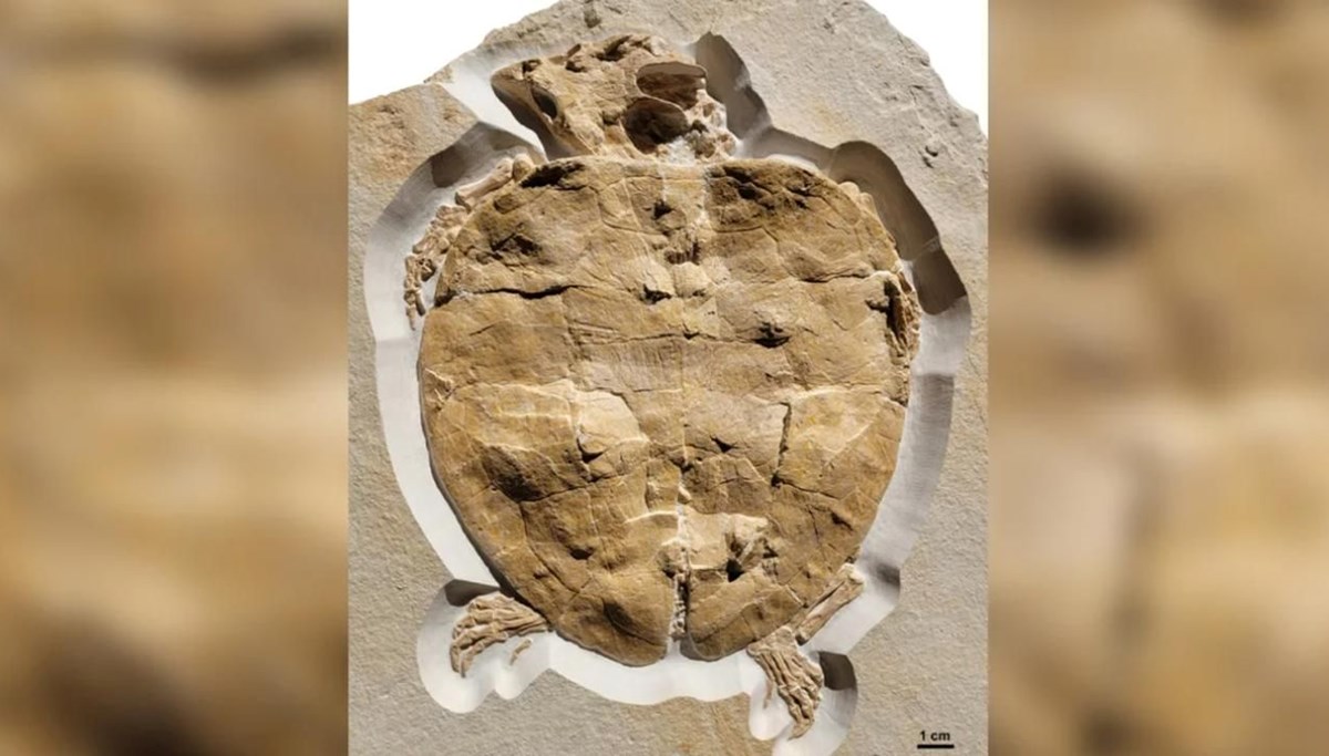 Jurassic deniz kaplumbağasının en eksiksiz fosili bulundu Jurassic deniz kaplumbağasının en eksiksiz fosili bulundu