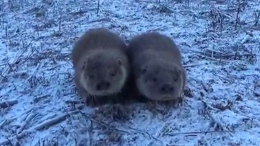 Yavru Su Samurlarının Görüntüleri Ortaya Çıktı: Tüyler Ürperten Sevinç ve Sevimlilik! 72 oNgNbJNTbketaAw2npuT3w