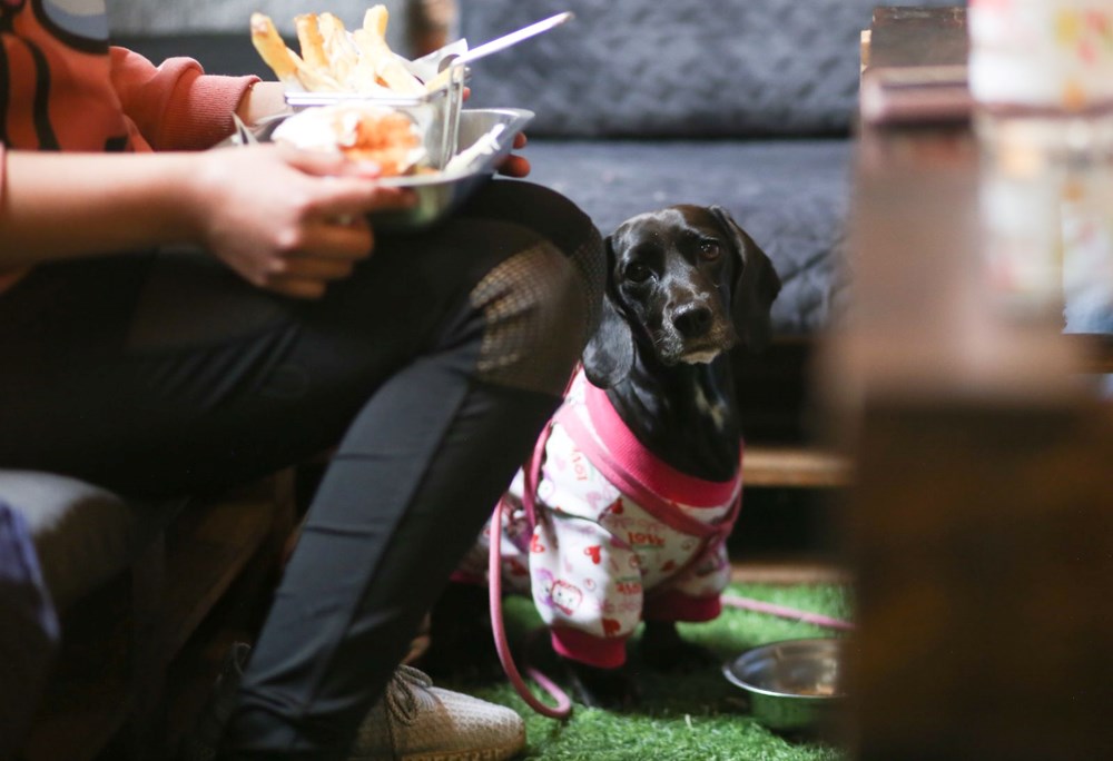 Dünyanın ilk köpek restoranı Bolivya'da açıldı - 10