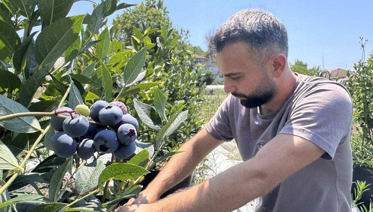 Psikologtu, çiftçi oldu