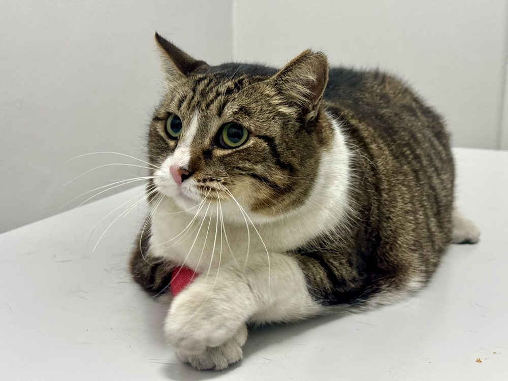 7 yaşındaki "Dombili" diyet yapamıyor: "Biri kıymalı pidenin kıymasını, diğeri köfte veriyor" - 4