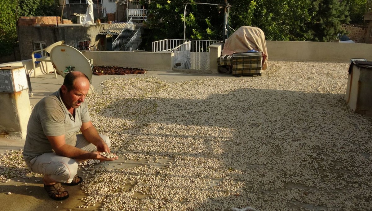 Bu yıl kilosu 600 lira:  Verim düşük ama hasat sürüyor