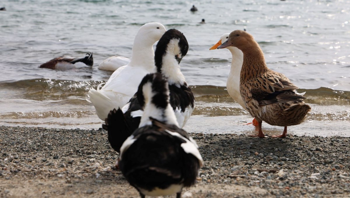 Keban Baraj Gölü'nde zengin fauna çeşitliliği