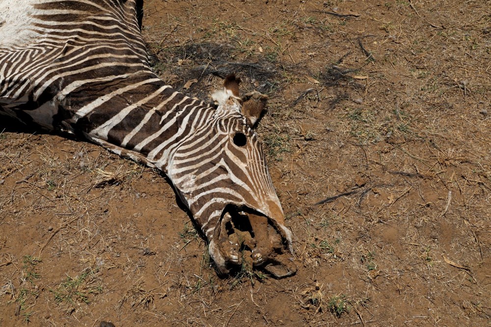 Kenya'da son 40 yılın en şiddetli kuraklığı: Nesli tükenmekte olan hayvanlar art arda ölüyor - 1