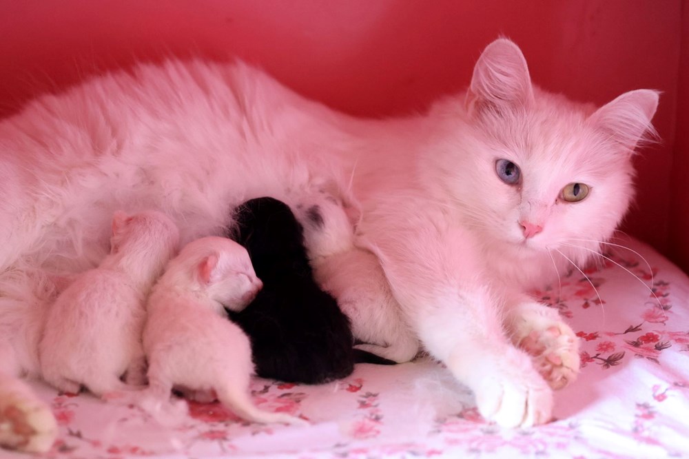 'En güzel Van kedisi' seçilen 'Mia' siyah yavru dünyaya getirdi - 10
