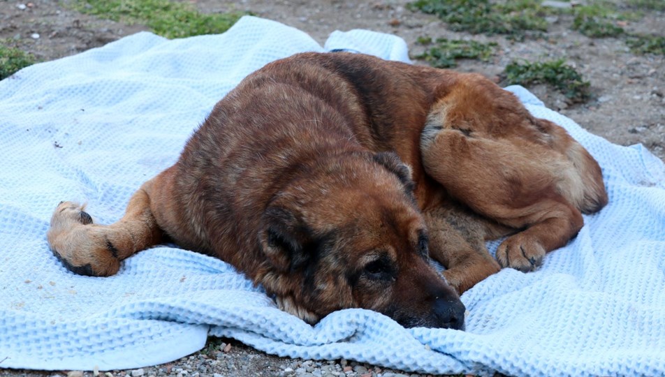 Veterinere götürülen köpeğin vücudunda yüzlerce saçma çıktı
